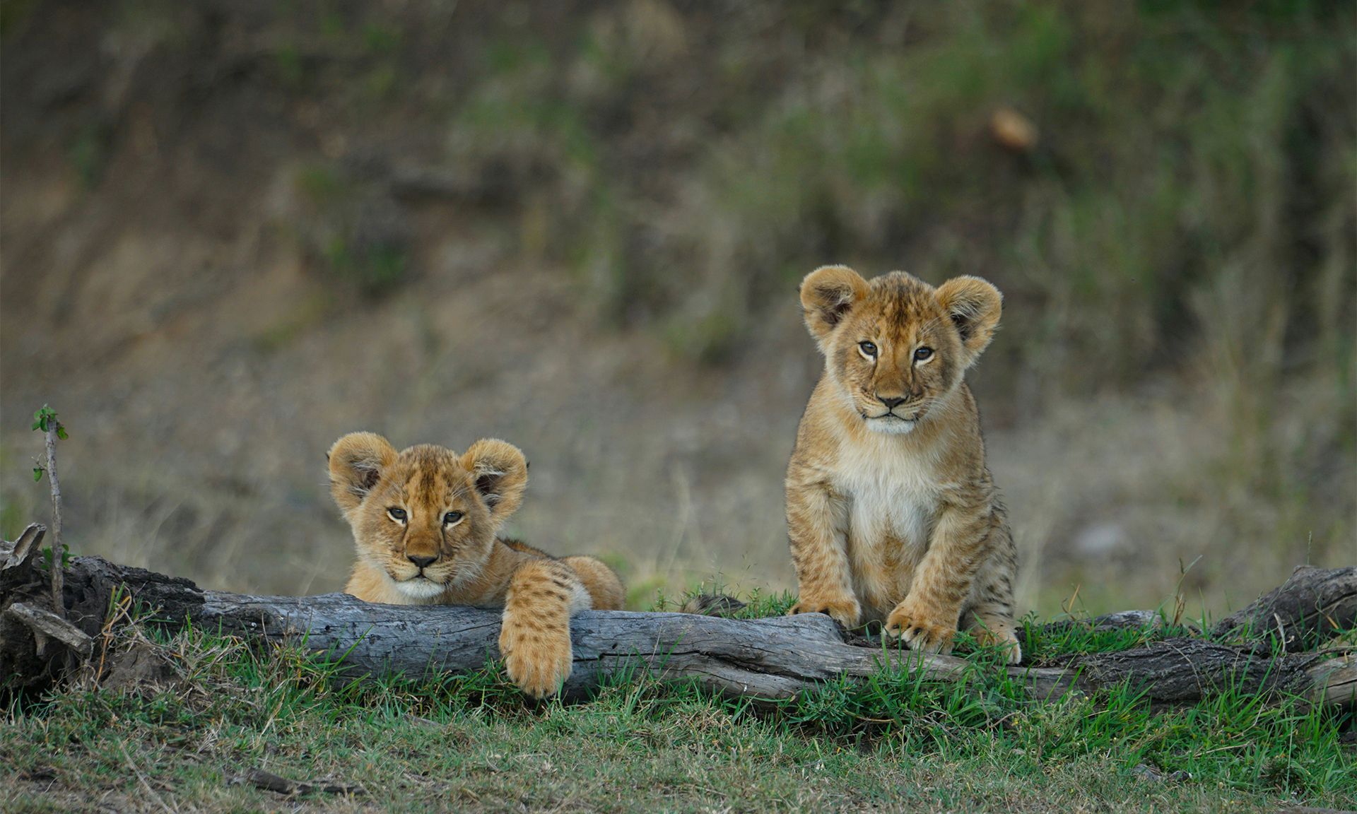 Savanna Sunrise