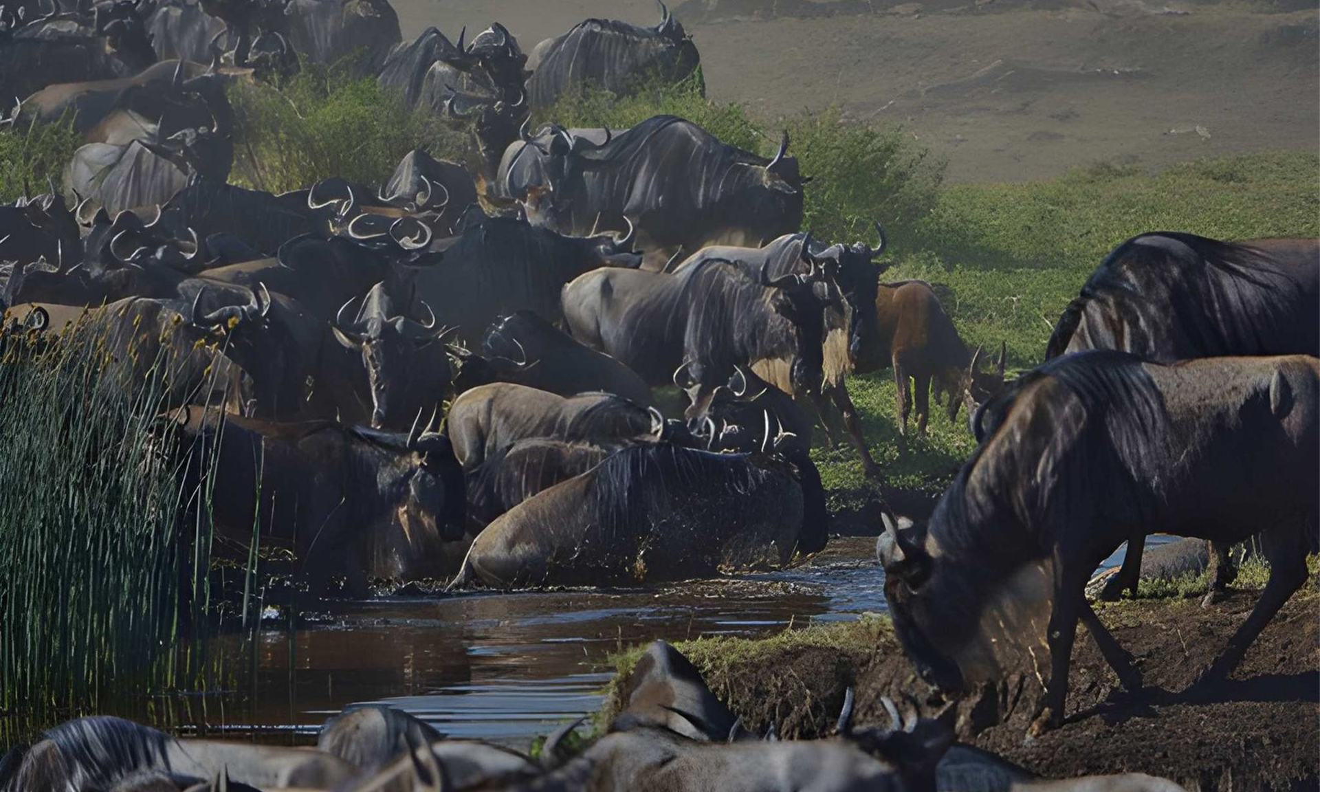 Big Five Safari