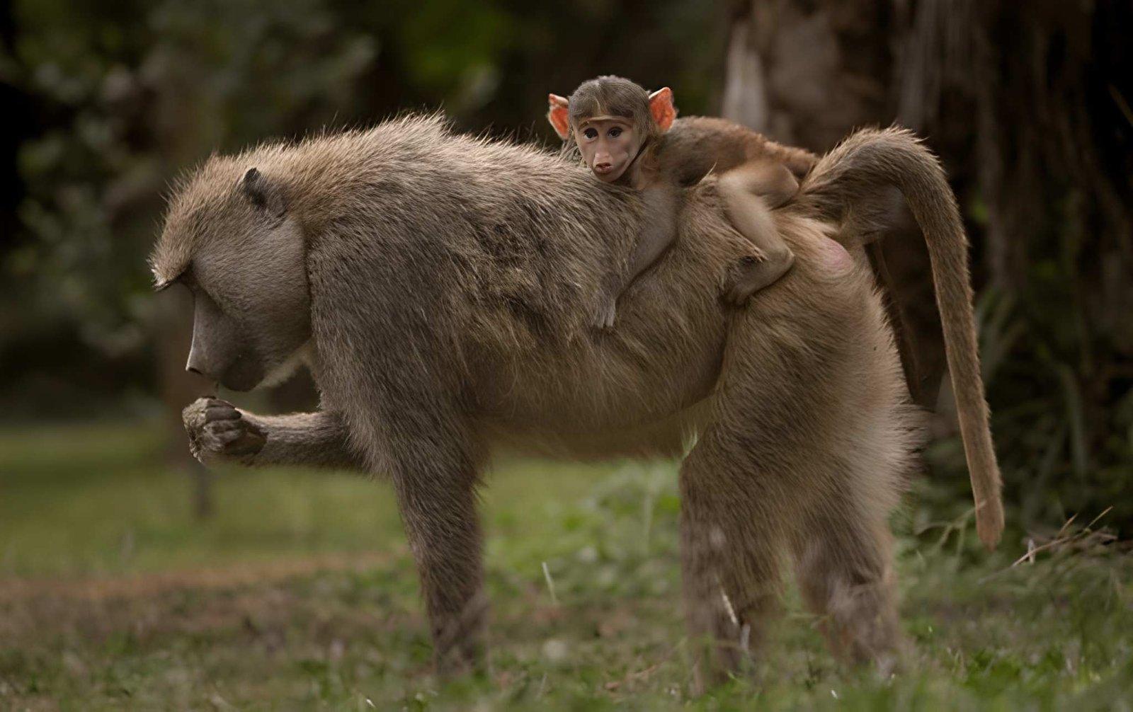 Kateki Mara Safaris 2 Days Amboseli Safari | Nyati Camp Budget Tour