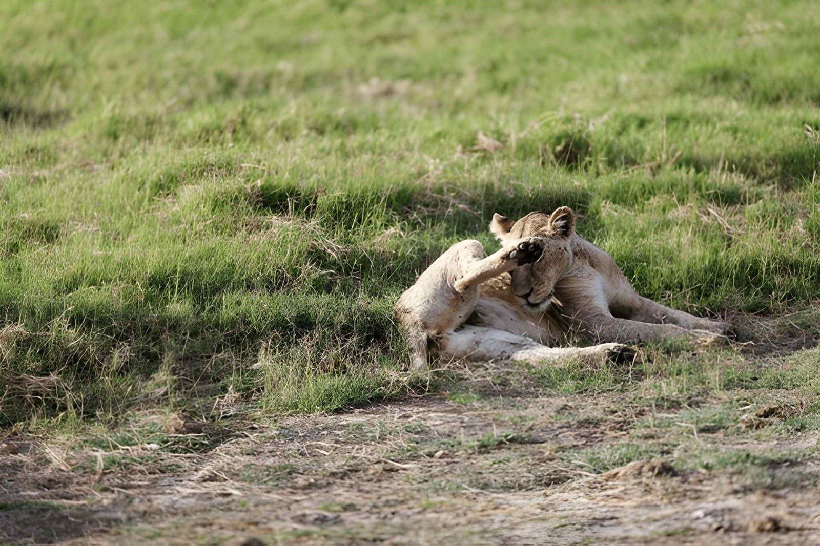 2 Days Amboseli Safari | Nyati Camp Budget Tour