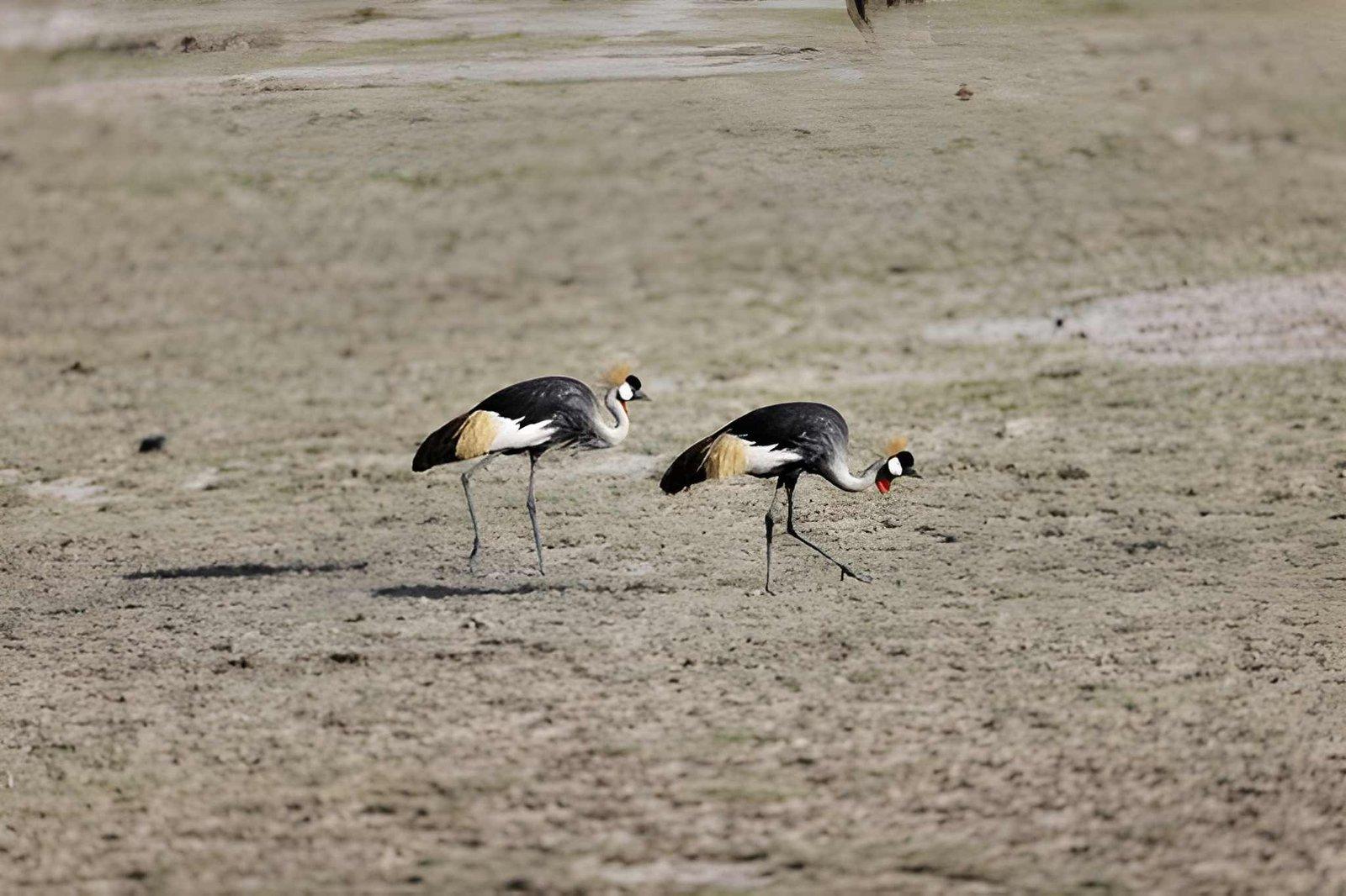 Kateki Mara Safaris 2 Days Amboseli Safari | Nyati Camp Budget Tour