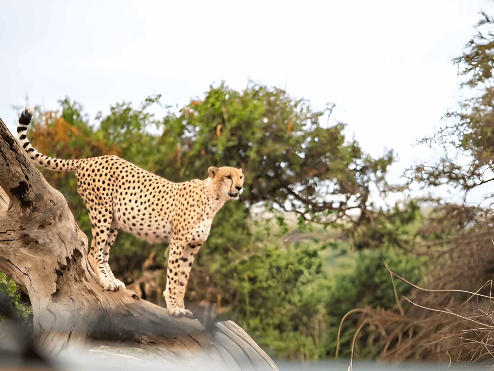 3 Days Amboseli Budget Safari | Best Price Kenya