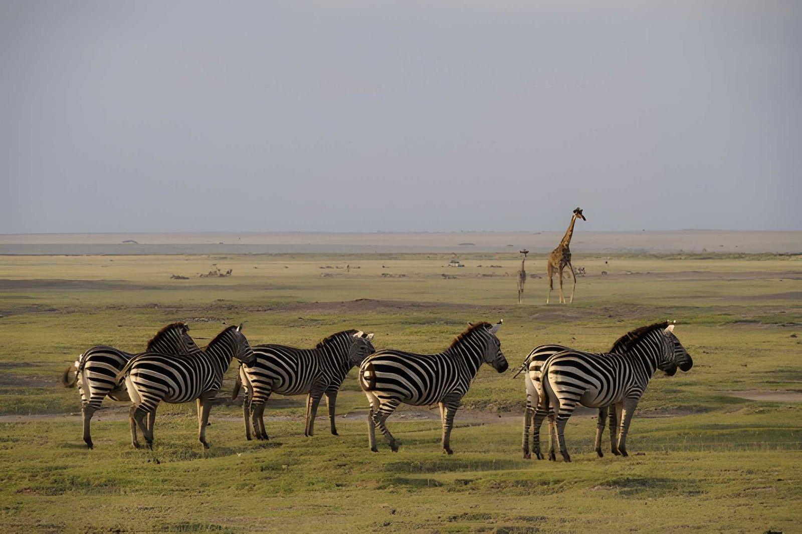 Kateki Mara Safaris 3 Days Amboseli Budget Safari | Best Price Kenya