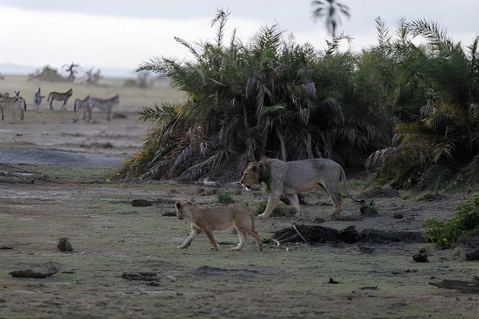 Kateki Mara Safaris 3 Days Amboseli Budget Safari | Osuta Camp Kenya
