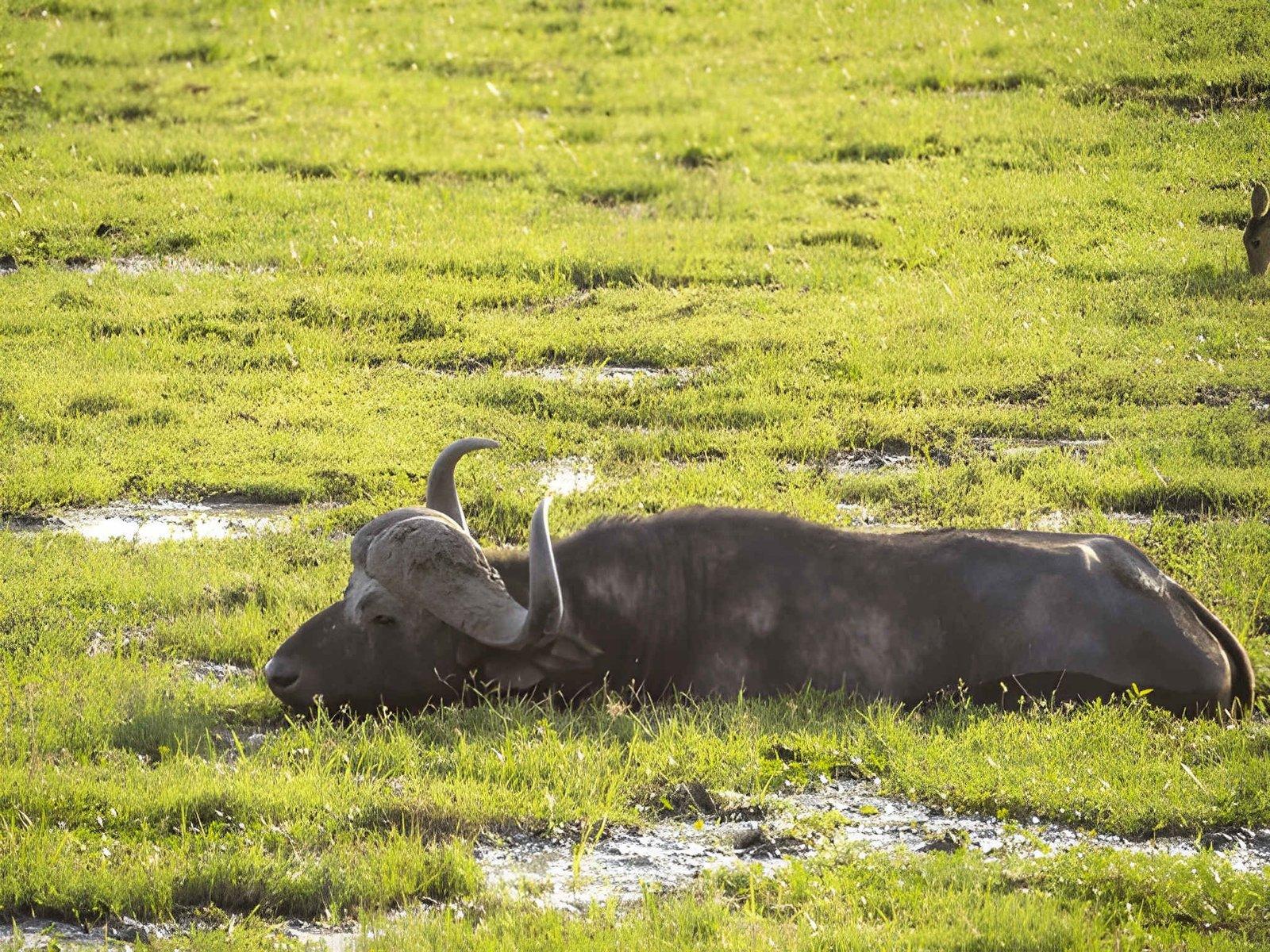 3 Days Amboseli Safari | Kimana Camp & Sanctuary