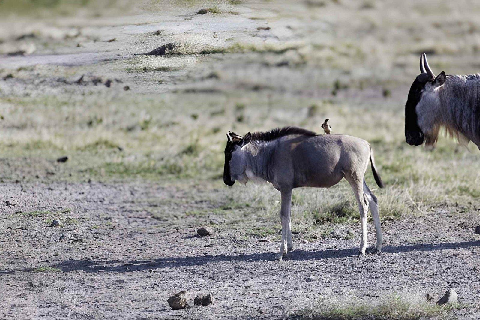 Kateki Mara Safaris 3 Days Amboseli Safari | Kimana Camp & Sanctuary