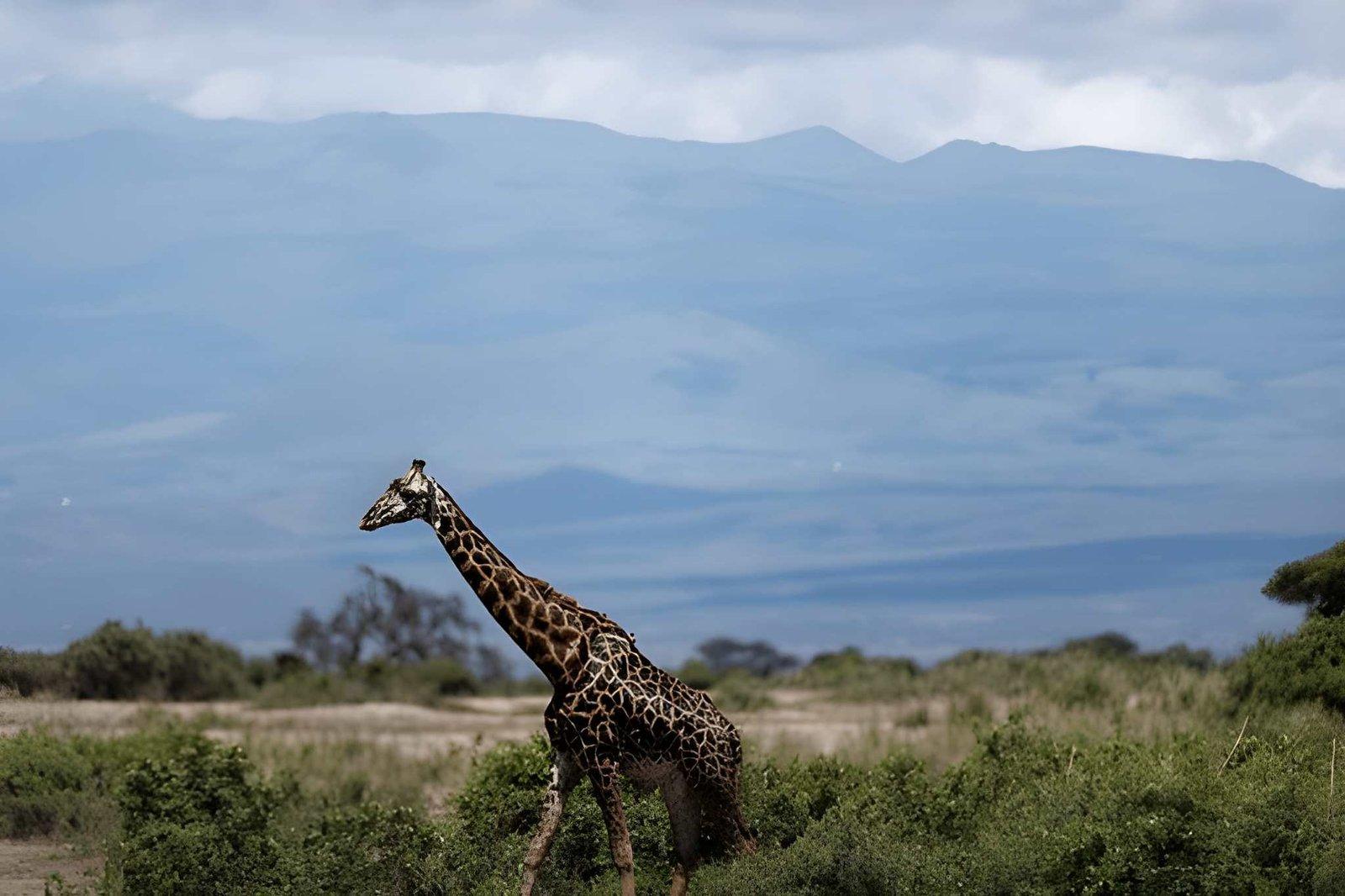 Kateki Mara Safaris 3 Days Amboseli Safari | Kimana Camp & Sanctuary