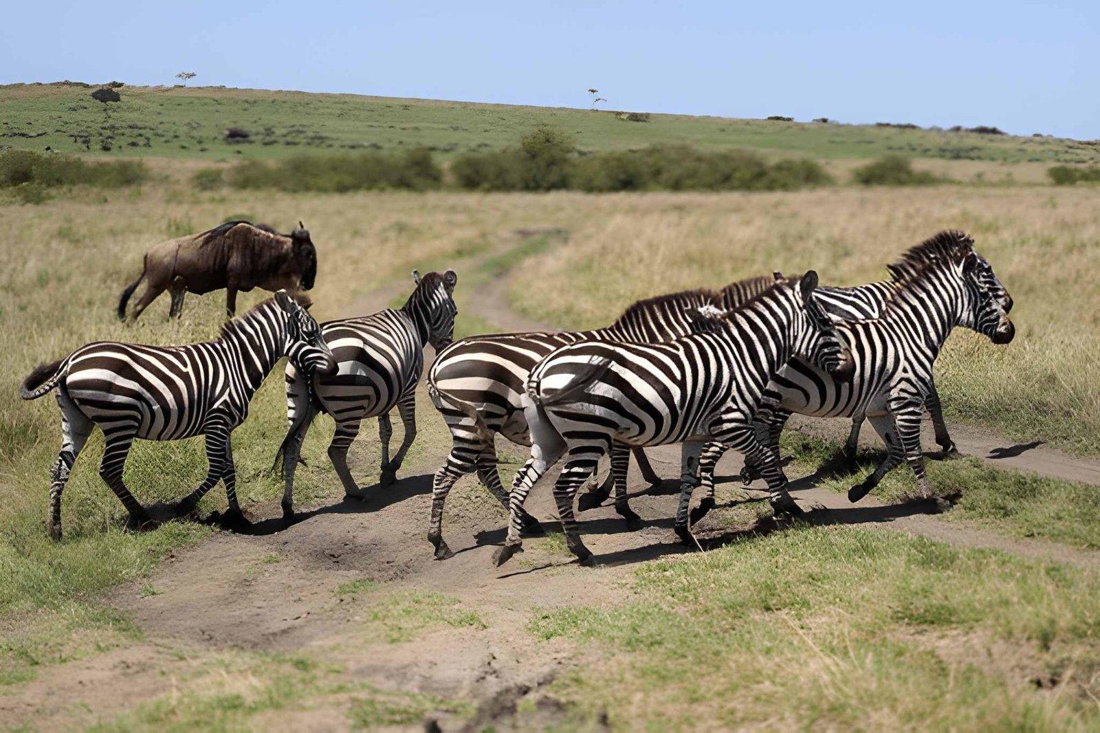 Kateki Mara Safaris 3 Days Masai Mara Safari | Budget Safari Tours Kenya