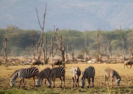 Kateki Mara Safaris 3 Days Ngorongoro & Lake Manyara Camping Safari