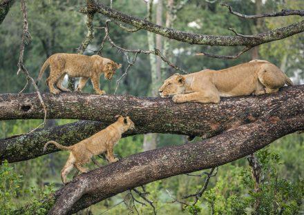 3 Days Ngorongoro & Lake Manyara Camping Safari