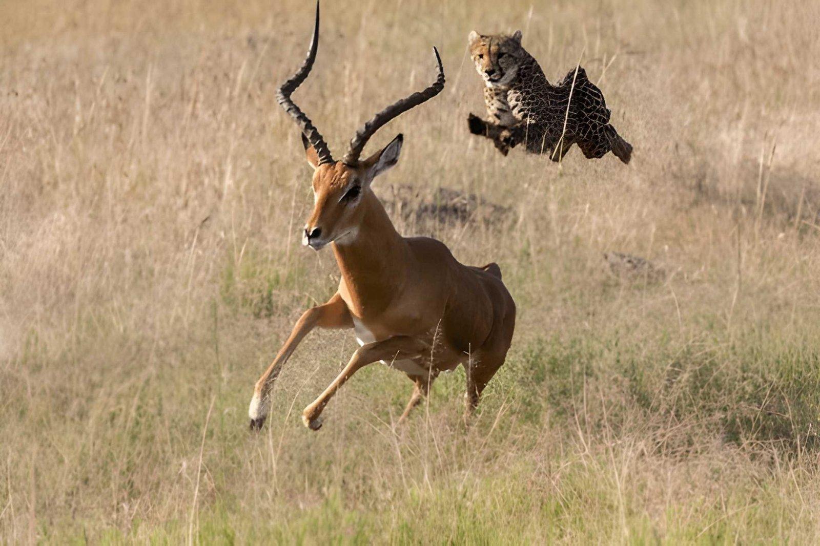 Kateki Mara Safaris 4 Days Masai Mara & Lake Nakuru Safari | Kenya Tours