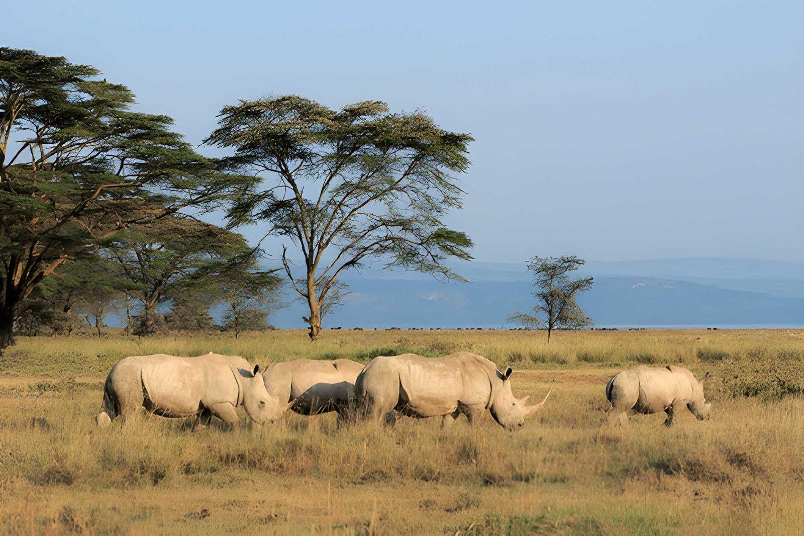 4 Days Masai Mara & Lake Nakuru Safari | Kenya Tours