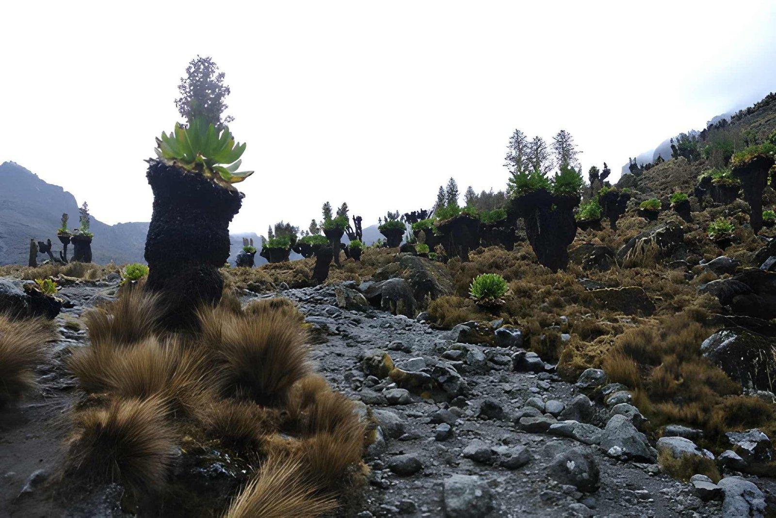 4 Days Mt Kenya Climb | Sirimon Route Trek Kenya