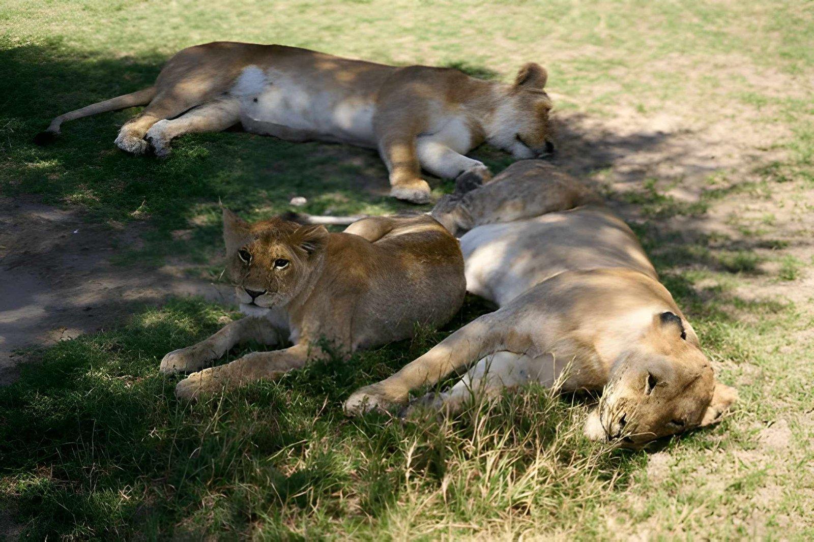 Kateki Mara Safaris 5 Days Kenya Safari | Mara, Nakuru, Naivasha Tour