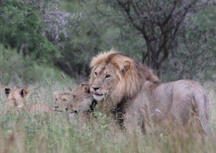 Kateki Mara Safaris 5 Days Lake Manyara, Ngorongoro & Tarangire Lodge Safari