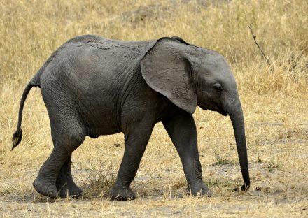 5 Days Lake Manyara, Ngorongoro & Tarangire Lodge Safari