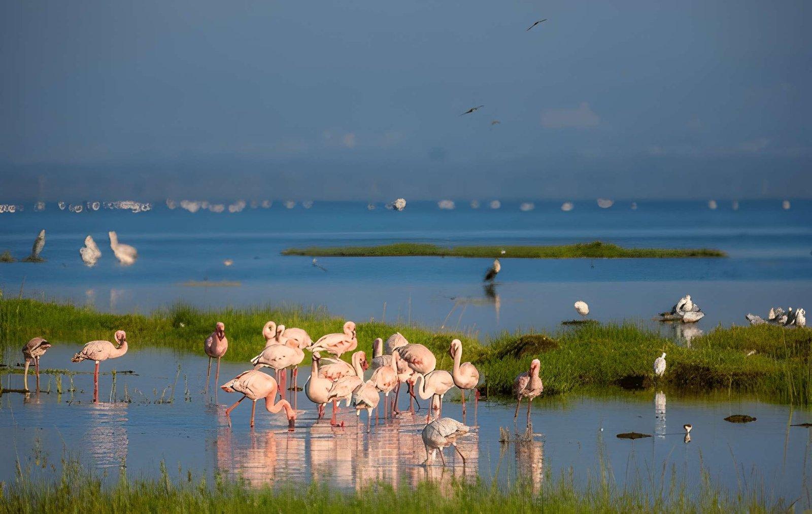 6 Days Kenya Safari | Mara, Nakuru & Amboseli Tour