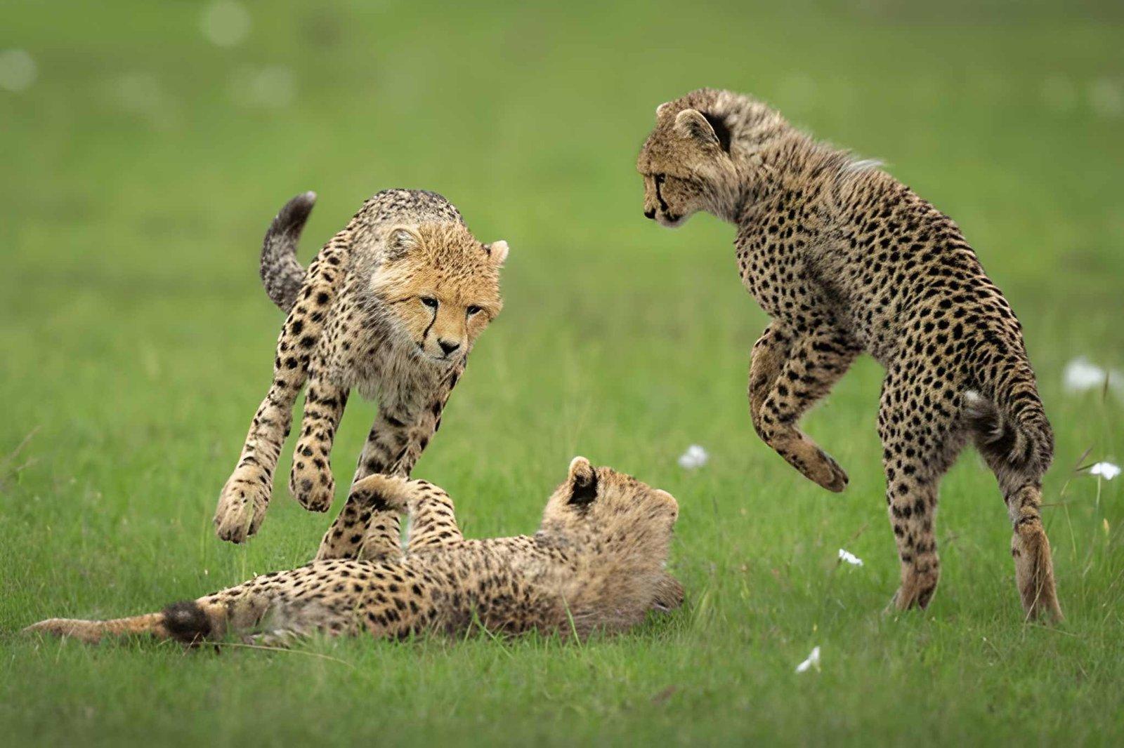 Kateki Mara Safaris 6 Days Kenya Safari | Mara, Nakuru & Amboseli Tour