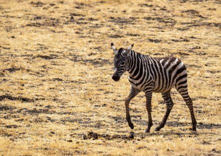 6 Days Lake Manyara, Ngorongoro – Budget Adventure Tanzania