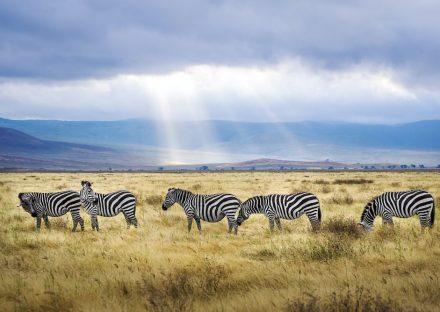 Kateki Mara Safaris 6 Days Lake Manyara, Ngorongoro – Budget Adventure Tanzania