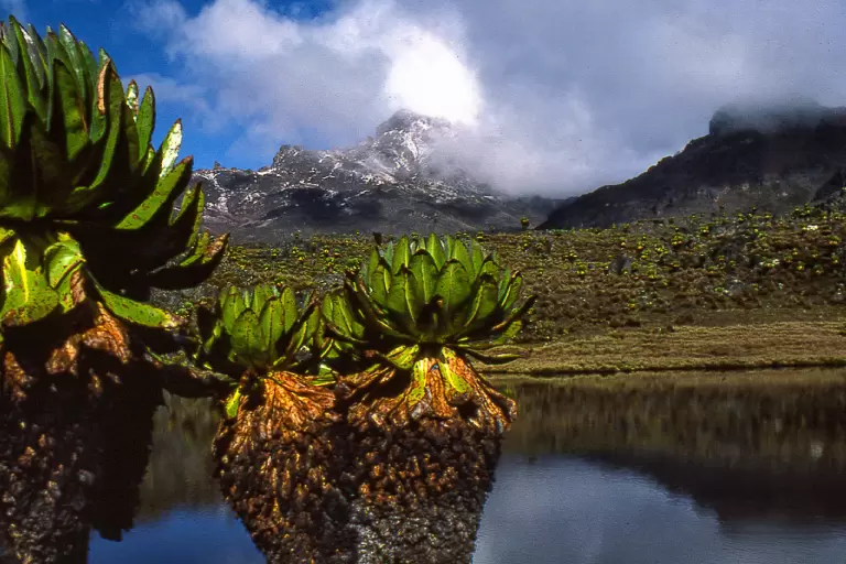 Kateki Mara Safaris, Luxury Tours  6 Days Mount Kenya Climb Sirimon Naro Moru Route