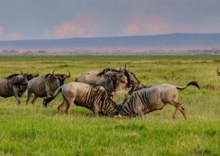 Kateki Mara Safaris 7 Days Manyara, Ngorongoro & Serengeti Lodge Safari
