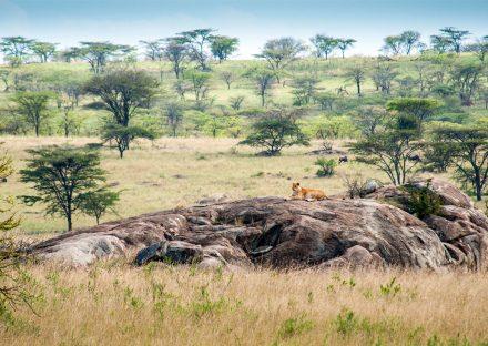 7 Days Manyara, Ngorongoro & Serengeti Lodge Safari