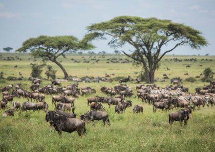 Kateki Mara Safaris 7 Days Manyara, Ngorongoro & Serengeti Lodge Safari