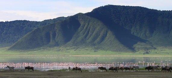 Kateki Mara Safaris 8 Days Lake Manyara, Serengeti & Ngorongoro Crater Safari