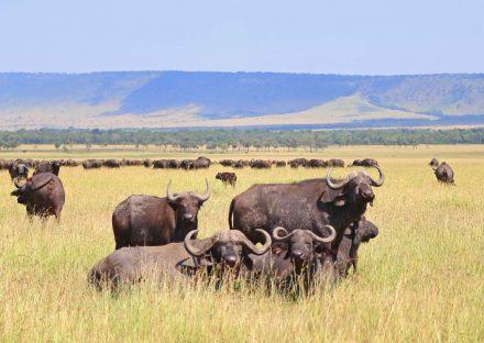 8 Days Lake Manyara, Serengeti & Ngorongoro Crater Safari