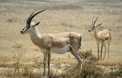 Kateki Mara Safaris 8 Days Lake Manyara, Serengeti & Ngorongoro Crater Safari