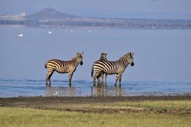 Kateki Mara Safaris 8 Days Lake Manyara, Serengeti & Ngorongoro Crater Safari