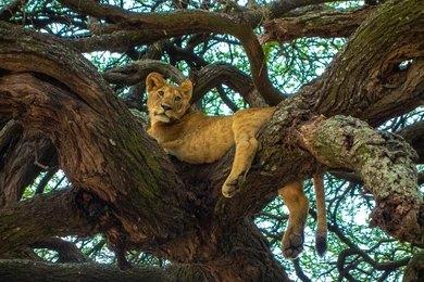 Kateki Mara Safaris 8 Days Lake Manyara, Serengeti & Ngorongoro Crater Safari