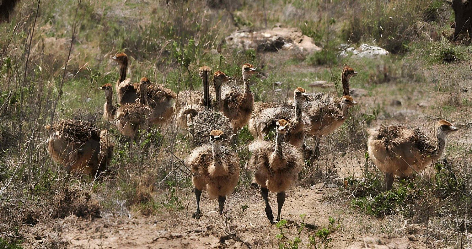Kateki Mara Safaris Nairobi National Park Daily Safari | Wildlife Near Nairobi
