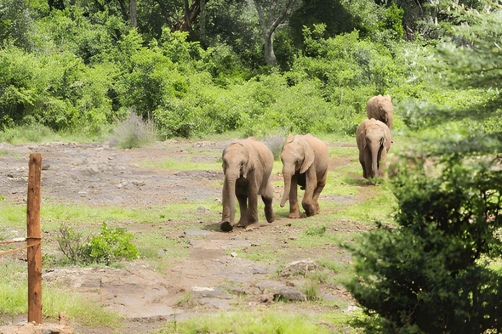 Nairobi National Park & Giraffe Centre Tour | Group Safari