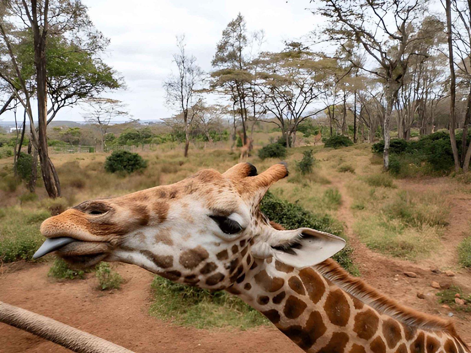 Kateki Mara Safaris Nairobi National Park & Giraffe Centre Tour | Group Safari